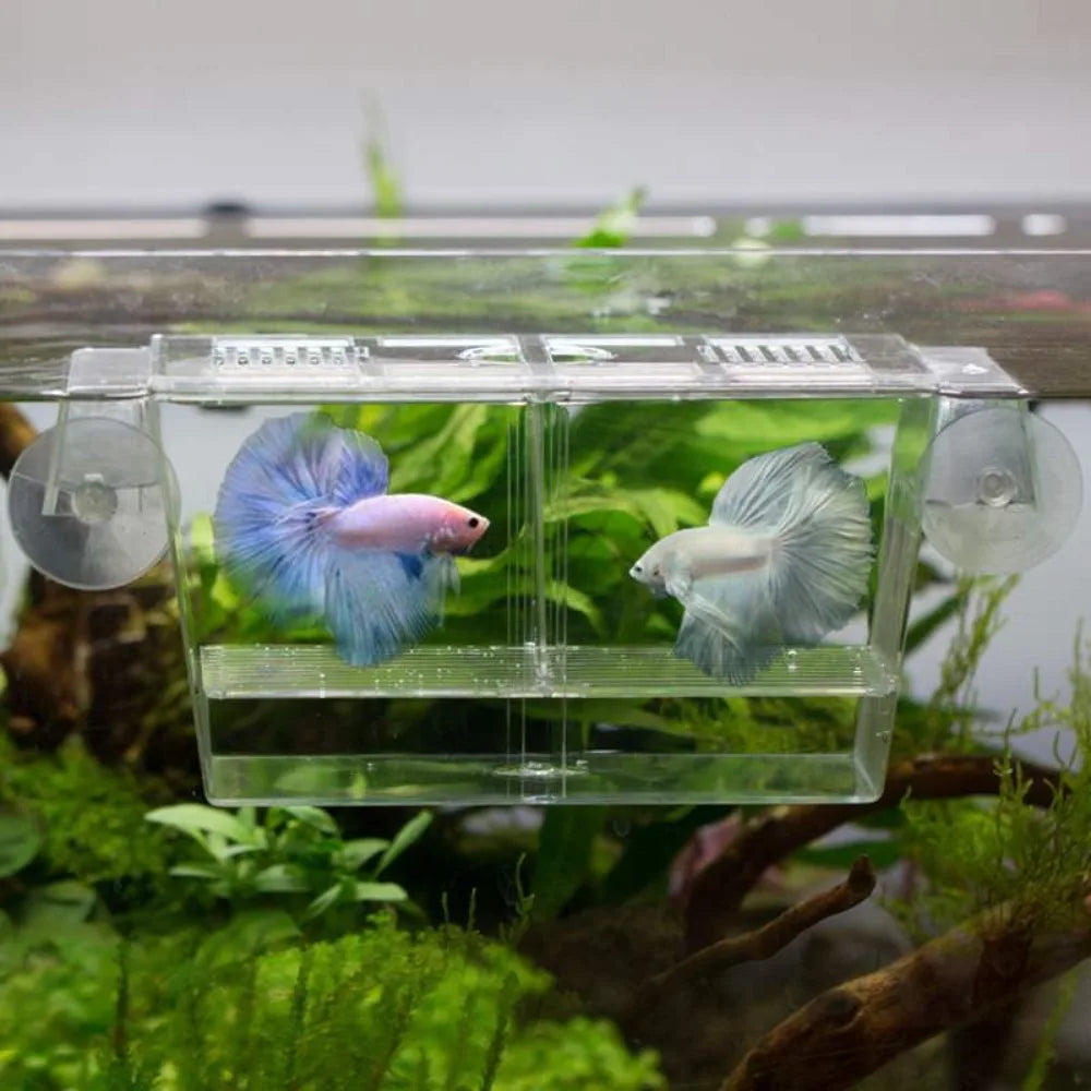 A clear acrylic fish breeding incubator holding a small, iridescent blue and pink fish.
