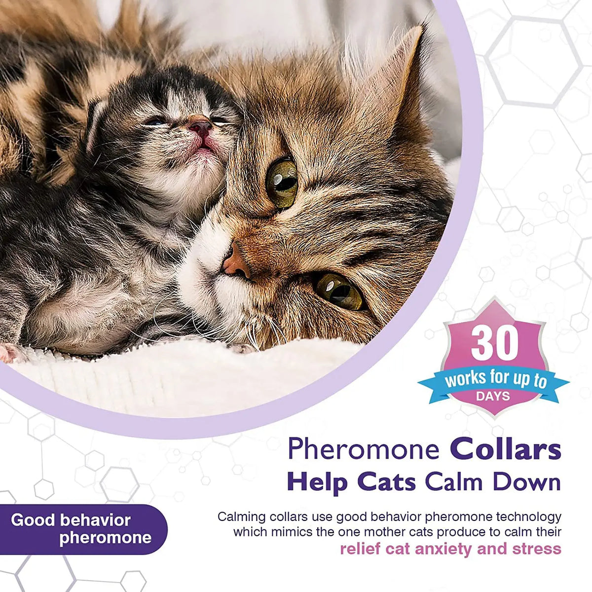 A fluffy tabby kitten is resting its head on a adult cat, with text promoting pheromone collars for calming cats.