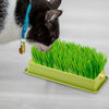 A black and white cat is sniffing a tray of bright green layered grass for feline plants.