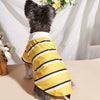 A small dog wearing a yellow and black striped polo shirt against a white background.