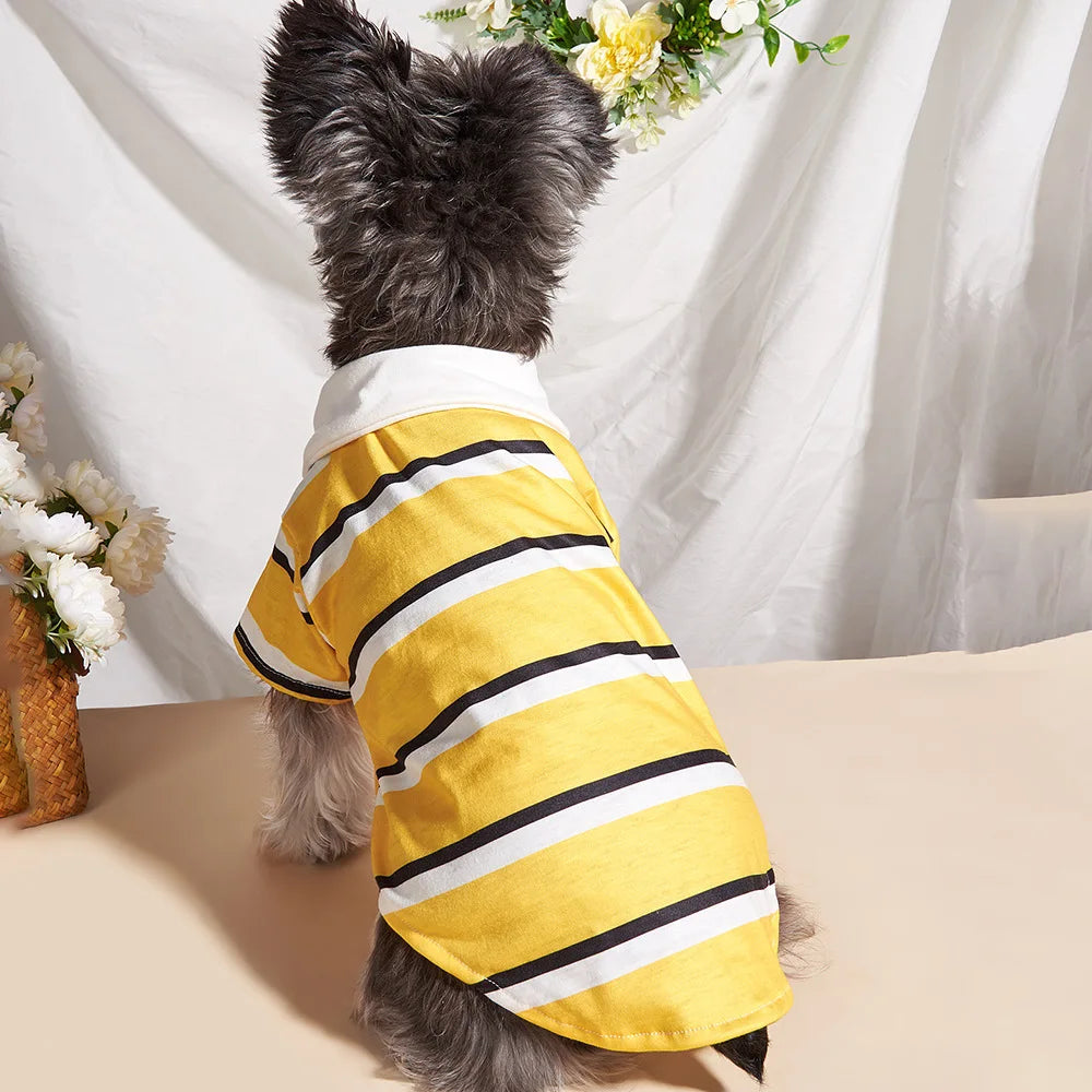 A small dog wearing a yellow and black striped polo shirt against a white background.
