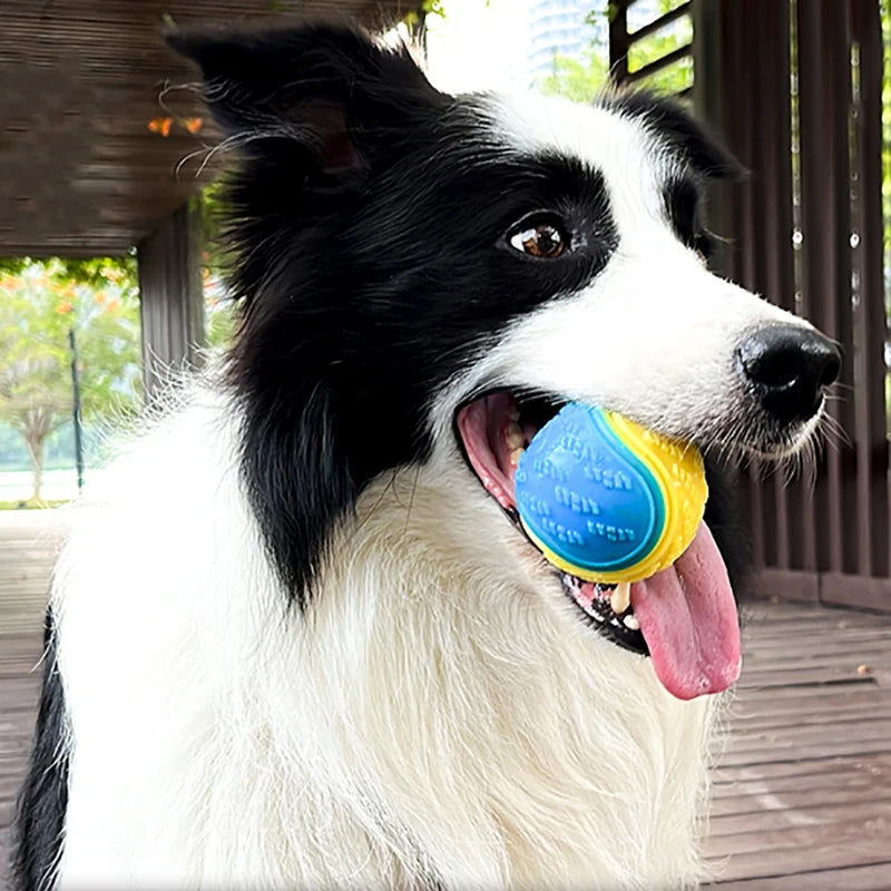 Ein schwarz-weißer Hund mit einer blauen interaktiven Kugel im Maul, im Freien.