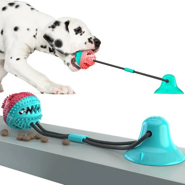 A white dog is interacting with a pink suction cup tug ball attached to a black cord.