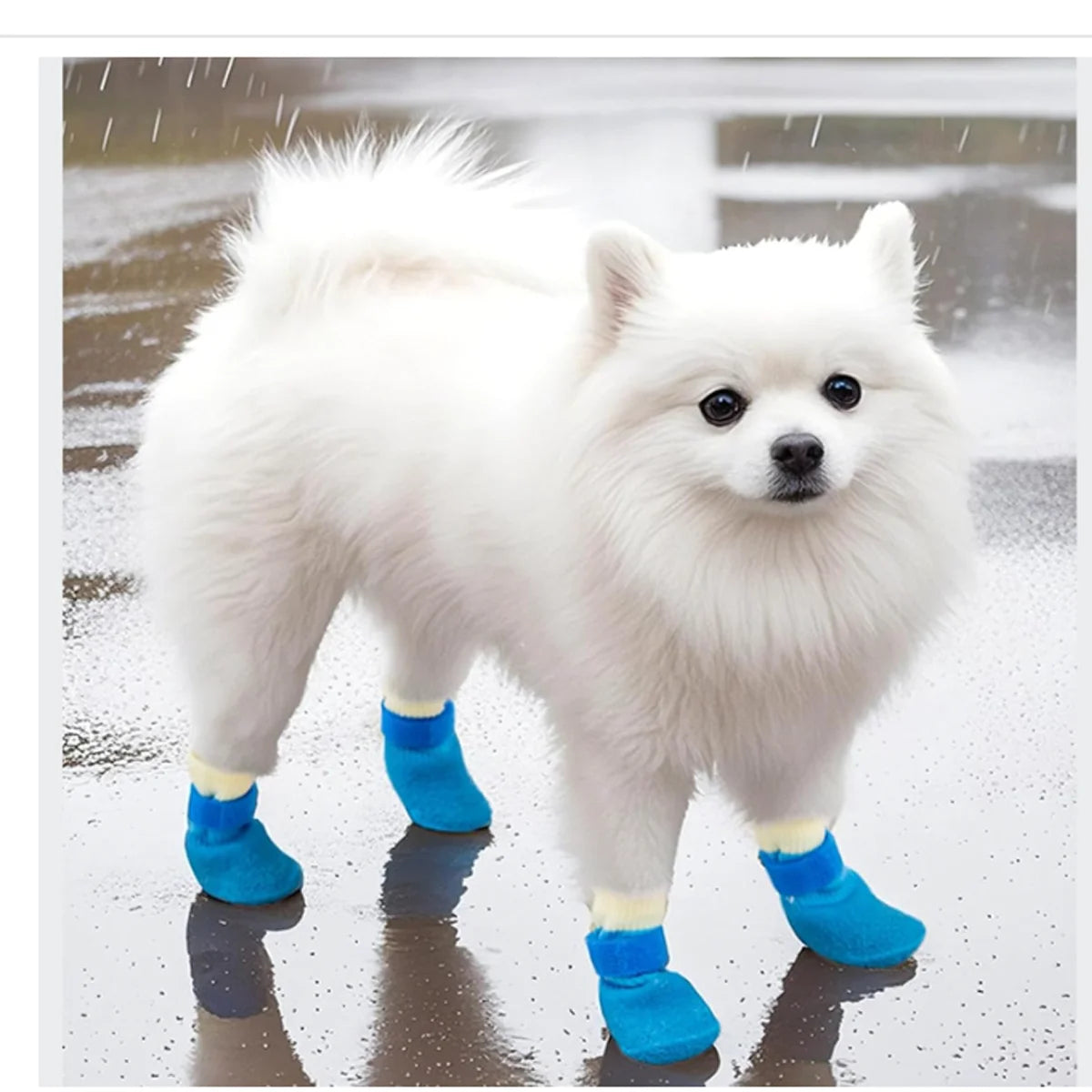 A white fluffy dog wearing bright blue waterproof anti-slip socks walking on a wet surface.