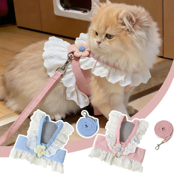 A fluffy orange cat wearing a white ruffled collar and pink harness with a matching leash set.