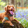 A golden retriever is shown with a remote dog training collar and an electric fence in a forest setting.