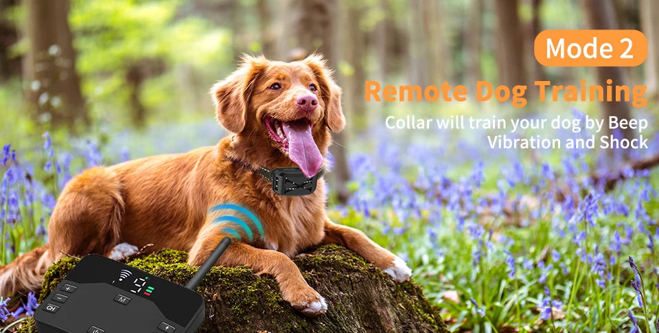 A golden retriever is shown with a remote dog training collar and an electric fence in a forest setting.