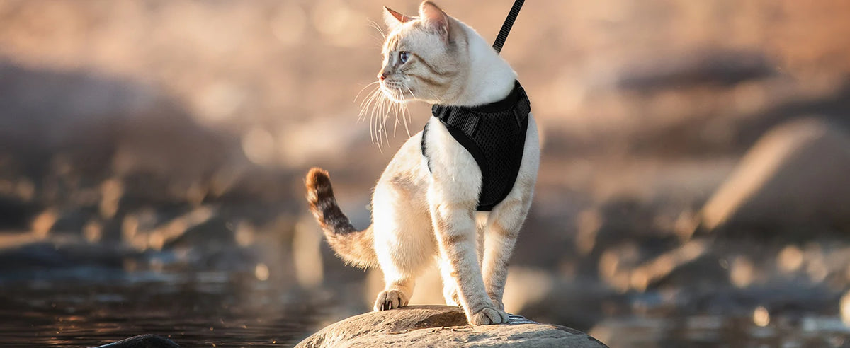 Eine weiße Katze mit schwarzem Gurt auf einem Felsen im Freien.