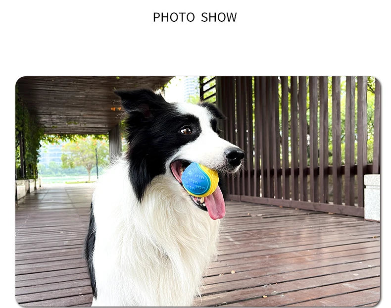 Ein schwarz-weißer Hund hält eine gelbe Ball spielerisch im Maul im Freien.