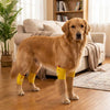 A golden retriever wearing yellow breathable knee pads for joint protection and floor traction.