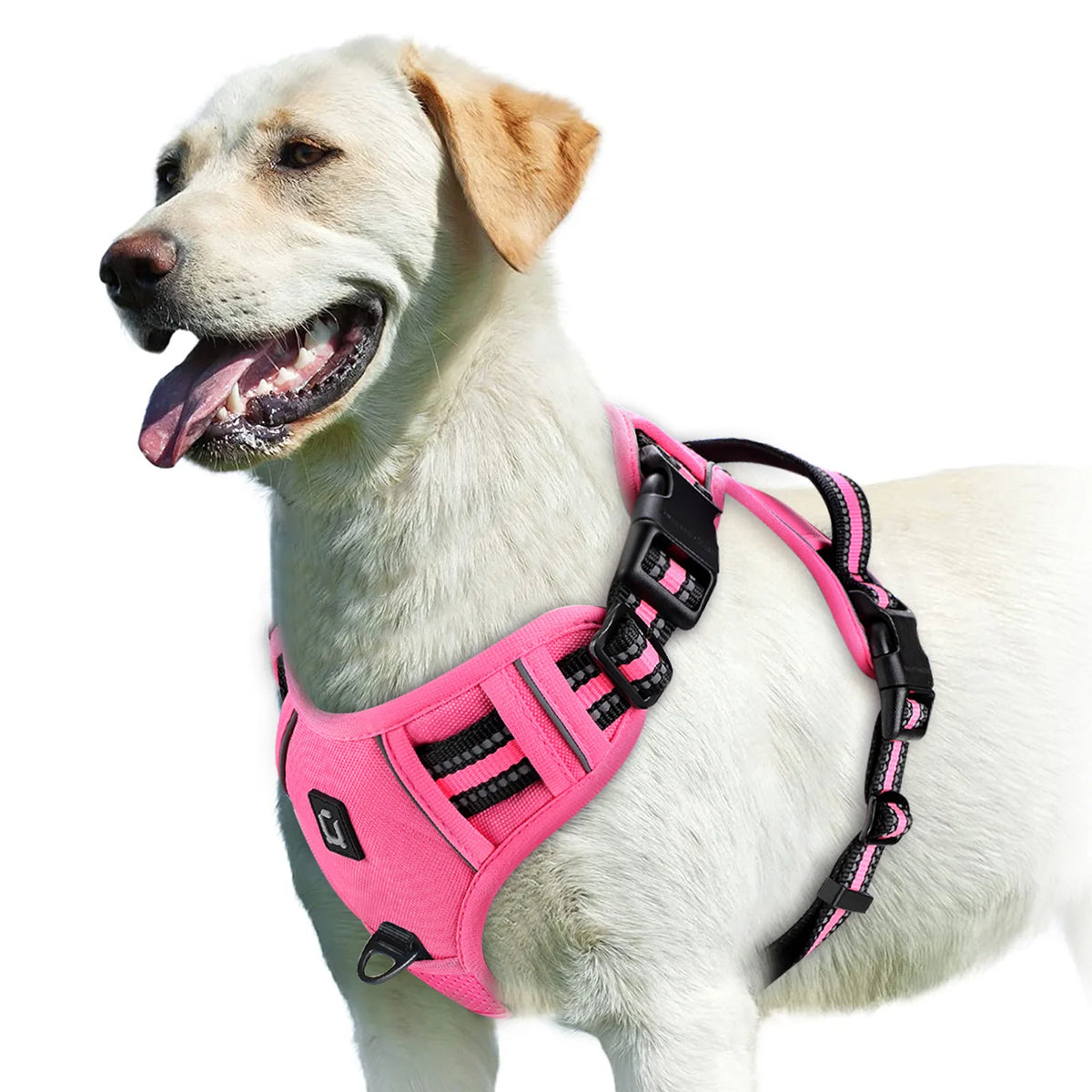 A light-colored dog wearing a pink padded harness vest.