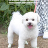 A white poodle wearing a self-adhesive dog paw protector bandage on its feet.