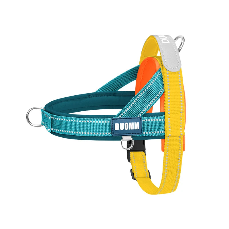 Geliges Hundehalsband mit grau-orange Akzenten, blauer Schnalle und schwarzem Verschluss.