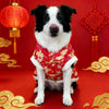 A black and white dog wearing a red patterned hoodie, sitting in front of a red background with Chinese lanterns.