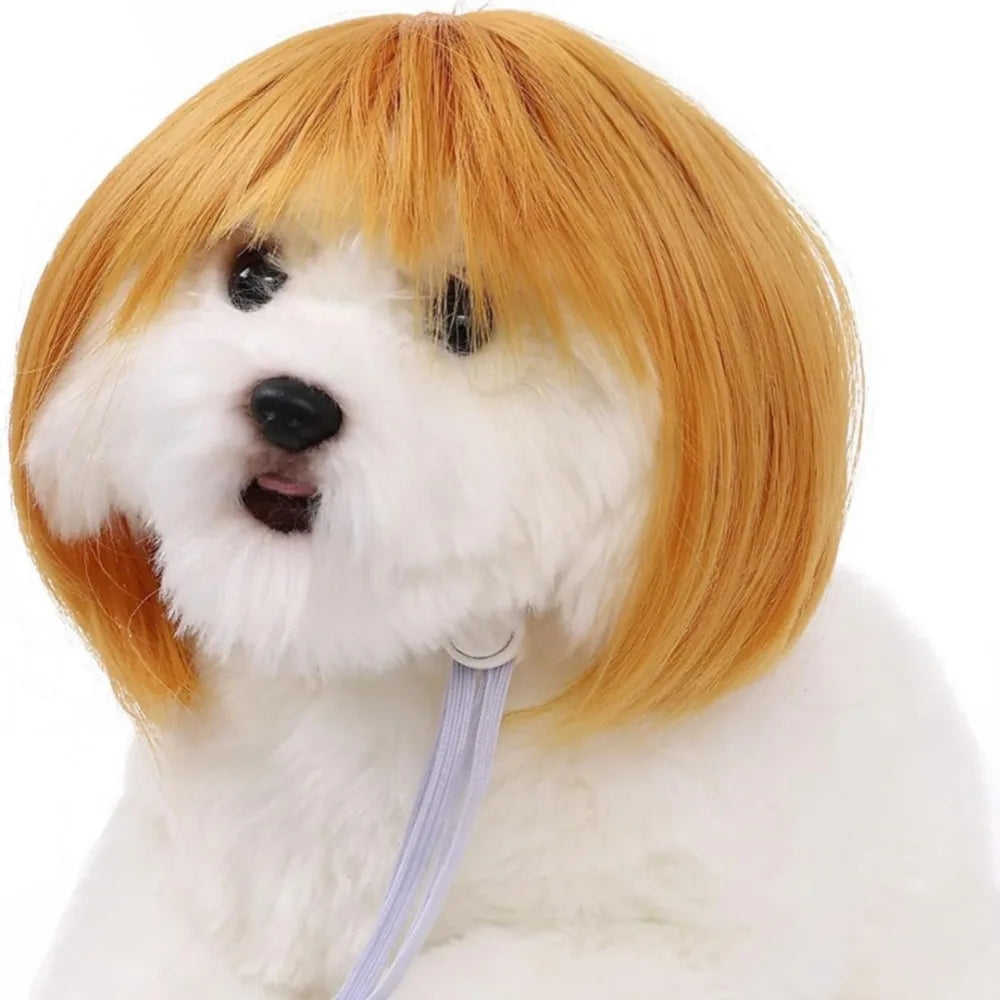 Ein flauschiger weißer Hund mit orangefarbenem Fell und einem lila Haube als Kopfbedeckung.