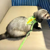 A gray pet is wearing a neon green harness with yellow accents on a light-colored surface.