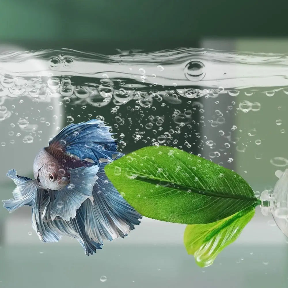 Un poisson Betta bleu nage près d'une feuille de lotus verte et vibrante sous des gouttes d'eau.