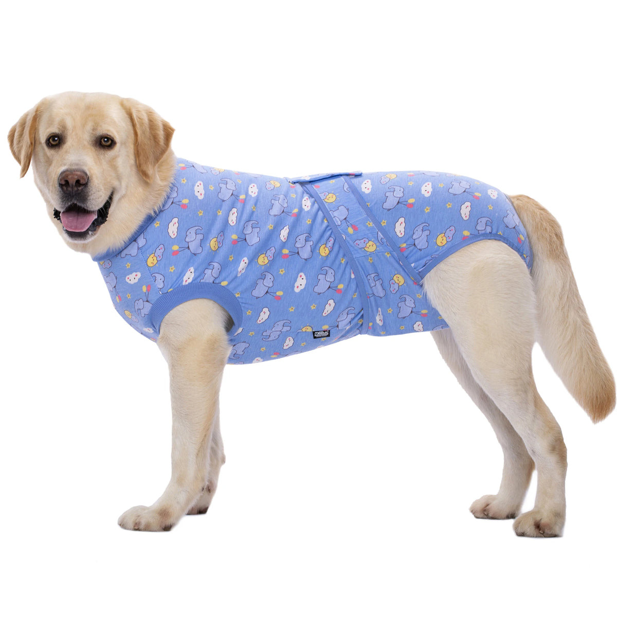 A light golden Labrador dog wearing a blue patterned recovery suit.
