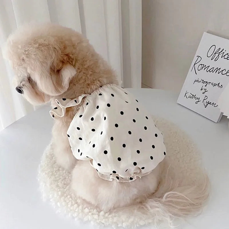 A fluffy light beige dog is wearing a white polka dot pet dress.