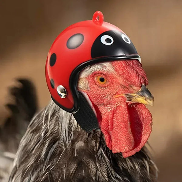 A red and black protective helmet is placed on the head of a chicken.