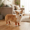 A light brown and white dog standing on a wooden floor wearing orange knee pads.