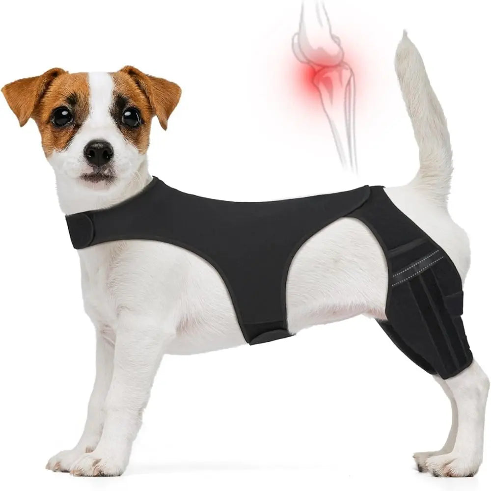 A white dog wearing a black adjustable knee brace for joint support.