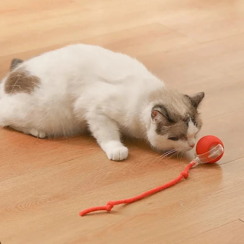 A white and gray cat is interacting with an orange, flexible toy ball on a wooden floor.