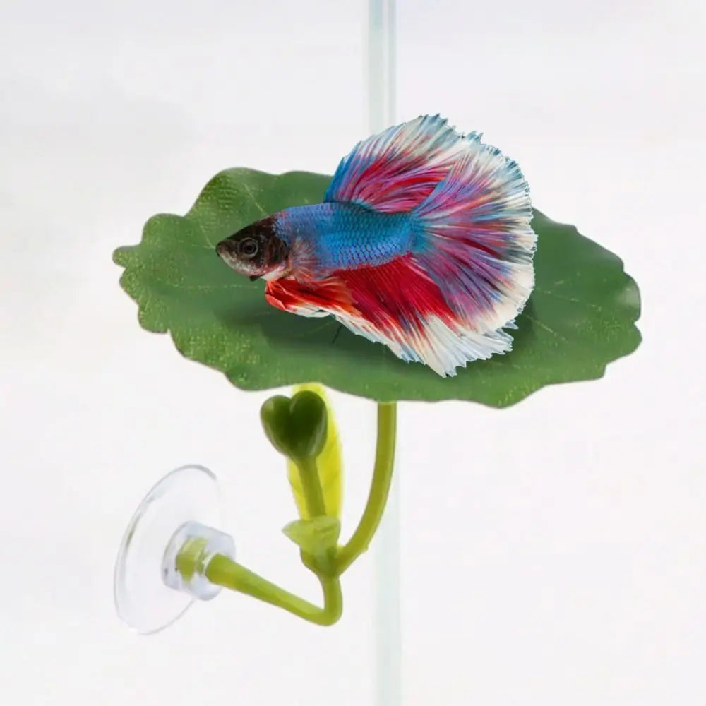 Un vibrant poisson combattant aux nageoires bleues, roses et rouges est exposé sur une feuille de lotus verte.