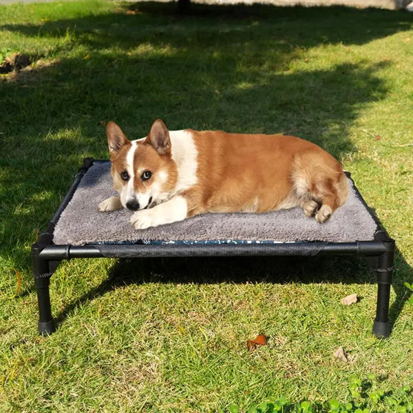 A brown and white Shiba Inu dog is relaxing on a portable elevated cot outdoors on green grass.