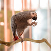 A small, gray cockatiel perched on a natural wood grape branch.