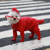 Un petit chien portant un imperméable rouge avec capuche marchant sur un passage piéton.
