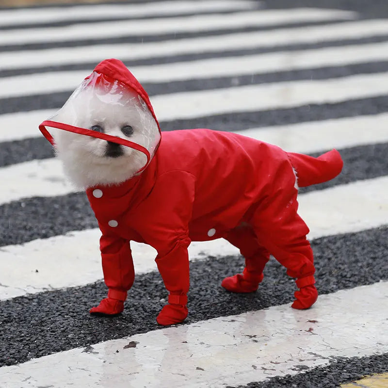 Un petit chien portant un imperméable rouge avec capuche marchant sur un passage piéton.