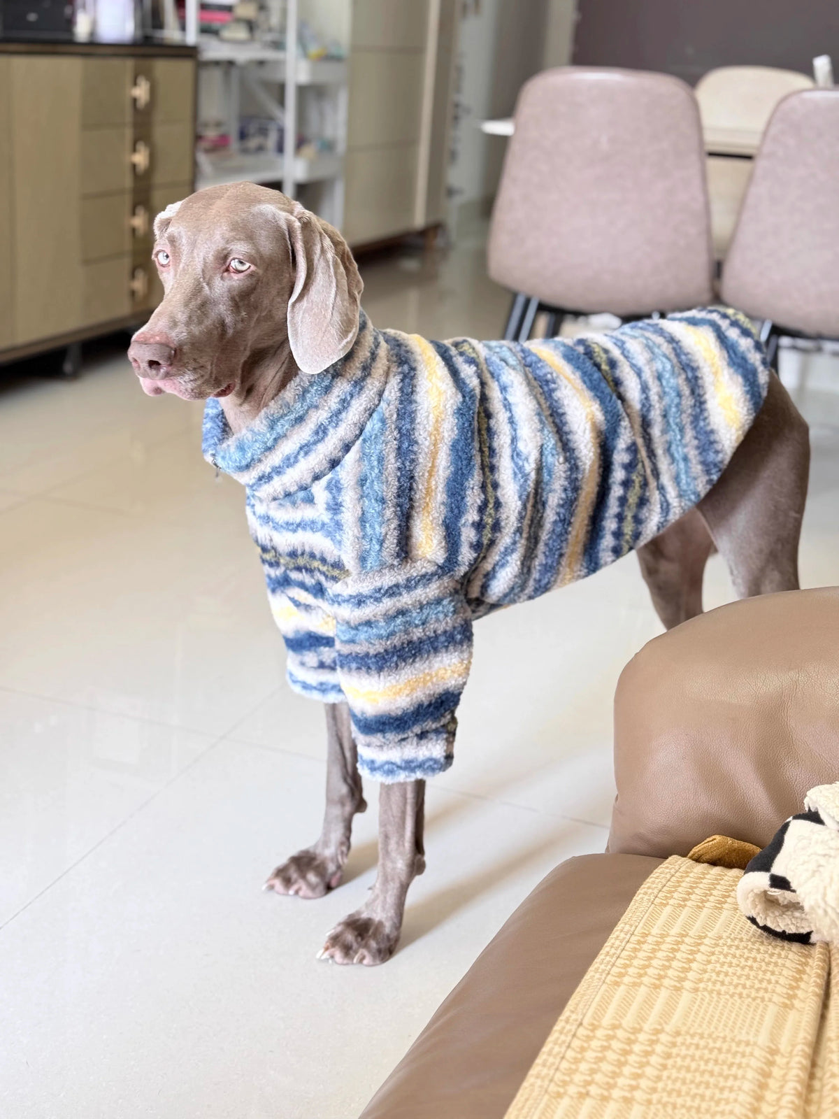A light brown dog wearing a blue and yellow striped thermal fleece sweater standing on a floor.