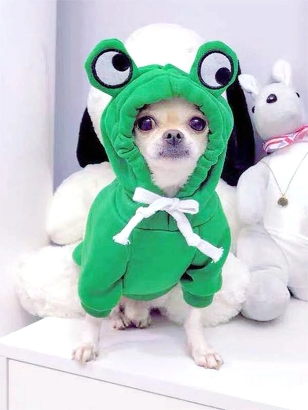 A small dog wearing a green frog pet sweater with large eyes and white fur.