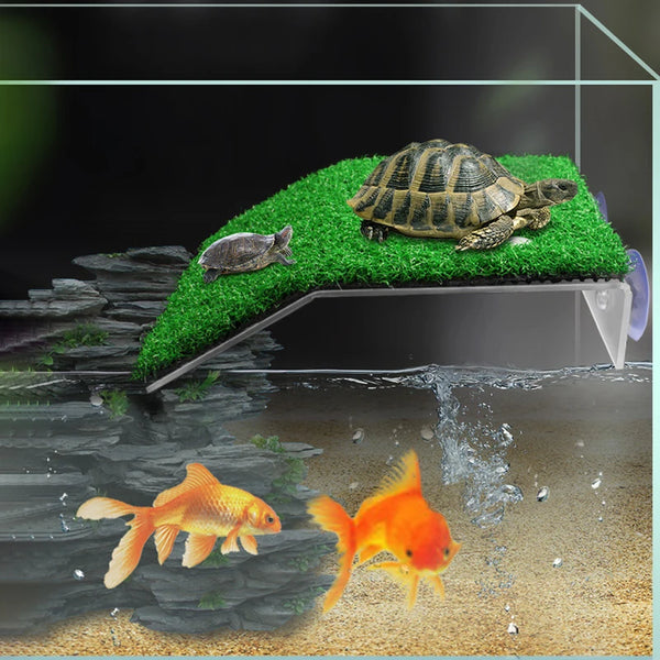 A turtle basking on a green platform within an aquarium setup, with goldfish swimming in the water below.