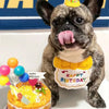 Un chien pug gris portant un chapeau de fête jaune et un tablier de fête à volants avec un gâteau coloré au premier plan.