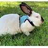 A white rabbit wearing a blue pet harness and leash, sitting in green grass.