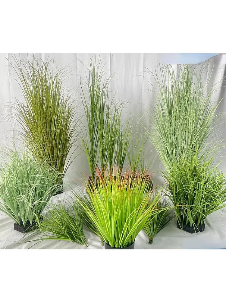 Collection de mini-plantes d'oignon vert vif et aux pointes rougeâtres, présentées dans un jardin.