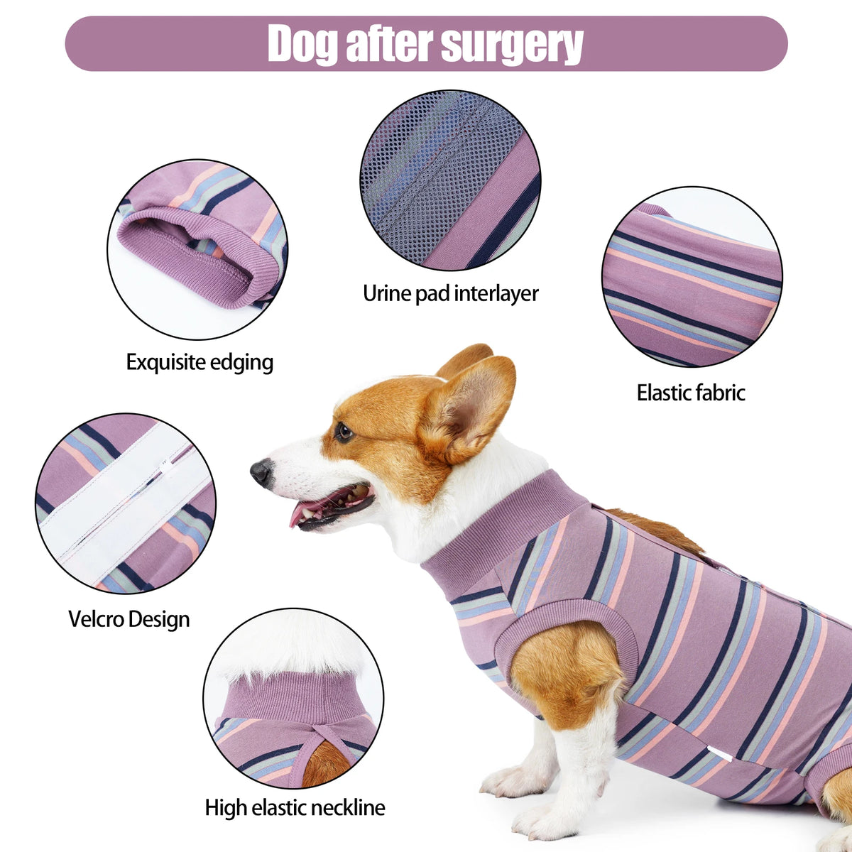 A dog wearing a purple and striped protective recovery suit featuring an exquisite edge, velcro design, and high elastic neck
