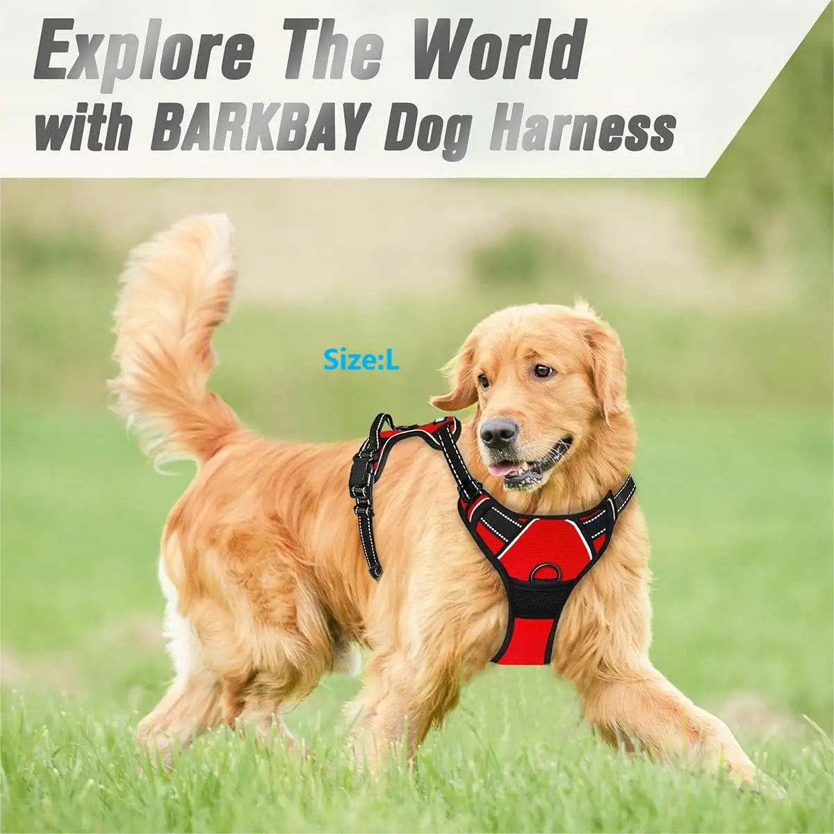A golden retriever wearing a black and red Barkbay dog harness in a grassy outdoor setting.