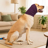 A golden retriever sits on a rug wearing a purple soothing dog calming earmuff.