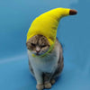 A cat wearing a bright yellow banana-shaped cap costume.