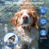 A golden retriever enjoys water activities while wearing an adjustable dog bark collar.