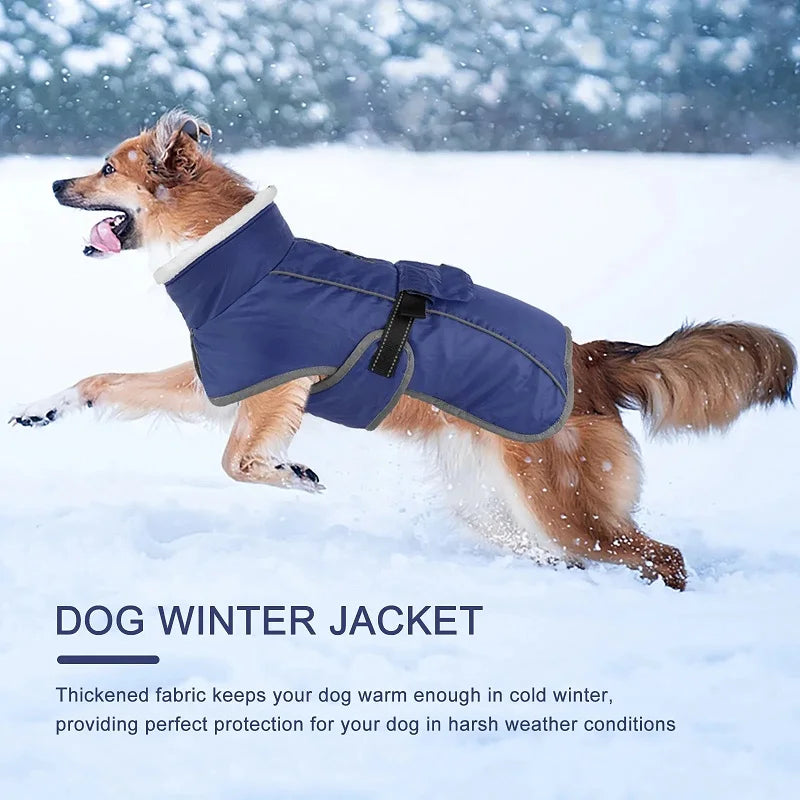 A brown dog wearing a navy blue winter jacket running through the snow.