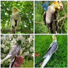 A set of bird training harness and leash featuring a yellow and gray bird.