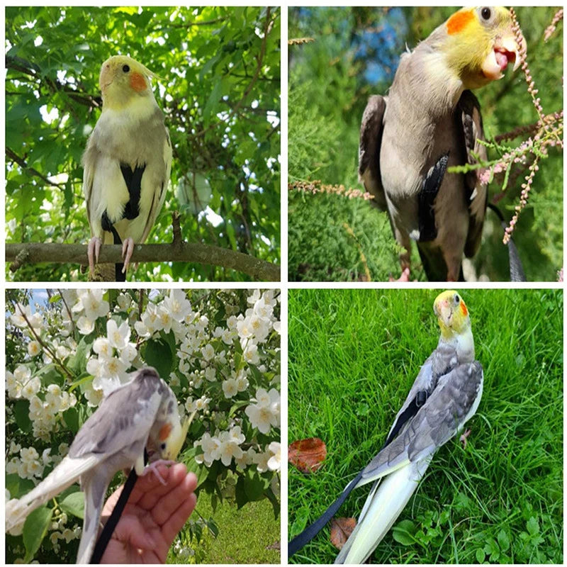A set of bird training harness and leash featuring a yellow and gray bird.