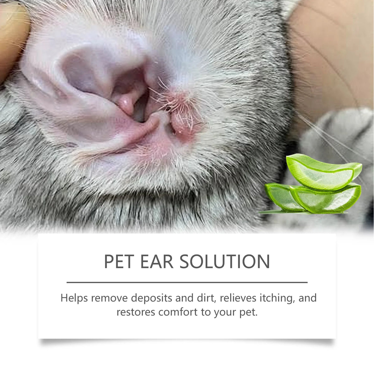 Primer plano de la oreja de un gato con gotas aplicadas para solución para orejas de mascotas