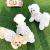 A fluffy white dog wearing a black polka dot dress lying on green grass next to a plate of food.