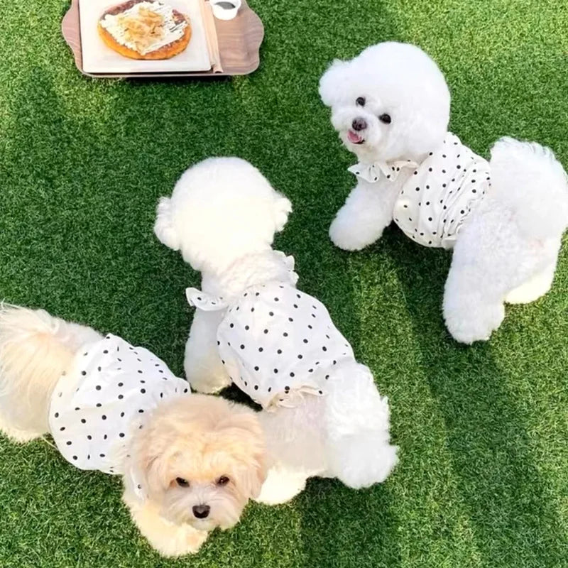 A fluffy white dog wearing a black polka dot dress lying on green grass next to a plate of food.