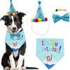 A black and white dog wearing a blue birthday cone and bow tie with colorful pom-poms